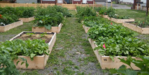 garden beds at Providence Presbyterian Church